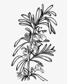 Rosemary Plant - Rosemary Flower Drawing, HD Png Download, Free Download