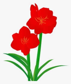 Hand Drawn Illustration Plant Illustrated Png And Vector - Hippeastrum, Transparent Png, Free Download