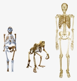 Compare Lucy With Both Human And Chimp - What's The Opposite Of Bipedal, HD Png Download, Free Download