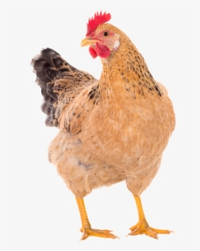 Hen Png, Transparent Png, Free Download