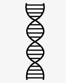 Dna Vector Png - Double Helix Easy Drawing, Transparent Png, Free Download