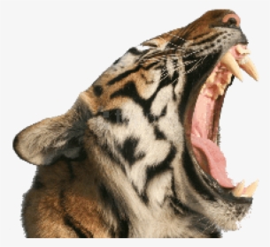 Download Tiger Images Background - Tiger With Open Mouth Png, Transparent Png, Free Download