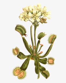 Venus Flytrap Botany Carnivorous Plant Botanical Illustration - Venus Fly Trap Illustration, HD Png Download, Free Download