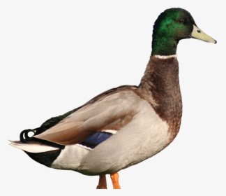 Pato Png, Transparent Png, Free Download