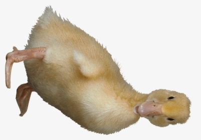 Pato - Bird, HD Png Download, Free Download