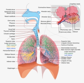 Effects Of Smoking On The Respiratory System - Anatomy Respiratory System Labeled, HD Png Download, Free Download