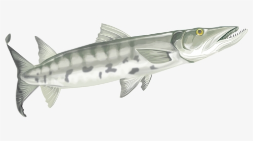 Transparent Barracuda Clipart - Yellow Belly Bullhead, HD Png Download, Free Download