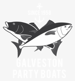 Galveston Party Boats Inc - Albacore Fish, HD Png Download, Free Download