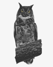 Great Horned Owl Clip Arts - Owl, HD Png Download, Free Download