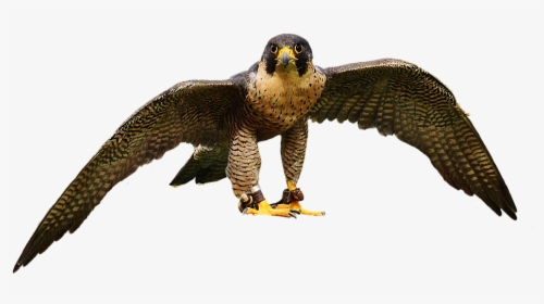 Falcon, Wing, Bird Of Prey, Animal, Falconry, Bill - Aves De Rapiña Png, Transparent Png, Free Download