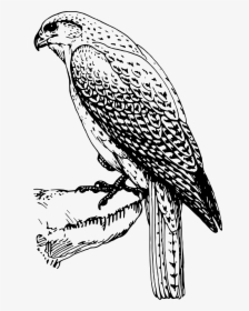 Transparent Falcon Clipart - Bird Of Prey Line Drawing, HD Png Download, Free Download