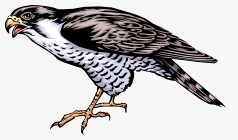 Vector Illustration Of Bird Of Prey Falcon Standing - Cartoon Picture Of A Falcon, HD Png Download, Free Download