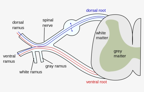 Spinal Nerve, HD Png Download, Free Download