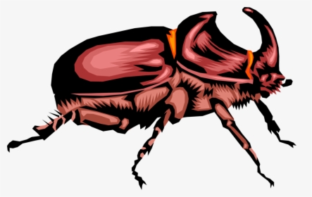 Vector Illustration Of Rhinoceros Scarab Horn Beetle - Rhinoceros Beetle, HD Png Download, Free Download