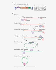 Ltr Retrotransposons, HD Png Download, Free Download