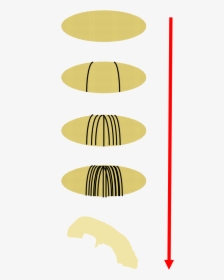 Drosophila Embryo Development Outline - Illustration, HD Png Download, Free Download