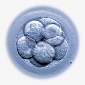What Are Microrna And What Impact Do They Have On Embryo - Macro Photography, HD Png Download, Free Download