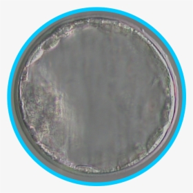Circle, HD Png Download, Free Download