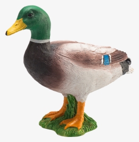 Transparent Mallard Duck Png - اردک وحشی, Png Download, Free Download