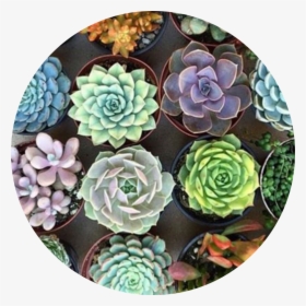 What Would You Guys Like To See More Of   Face Reveal - Aesthetic Succulents, HD Png Download, Free Download