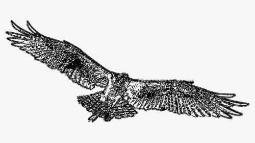 Osprey Black And White, HD Png Download, Free Download