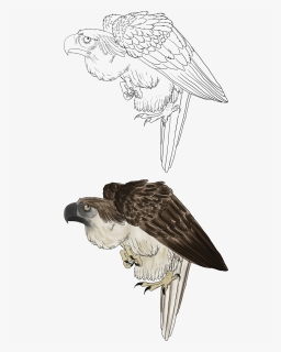 Phillipine Eagle Clipart Png - Drawing Philippine Eagle, Transparent Png, Free Download