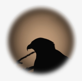 Raven, HD Png Download, Free Download