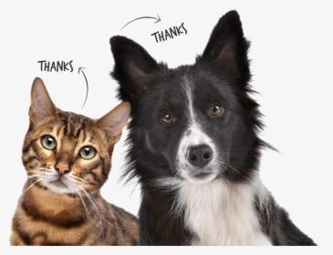 Thanks Mom Dad Img2 - Fathers Day Dog Cat, HD Png Download, Free Download