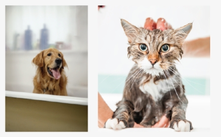 Cat, HD Png Download, Free Download