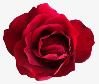 Thumb Image - Hybrid Tea Rose, HD Png Download, Free Download