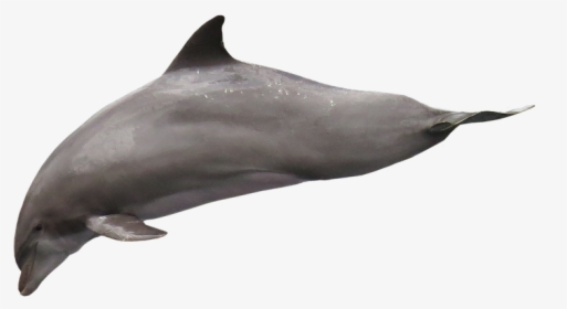 Delphin Png, Transparent Png, Free Download