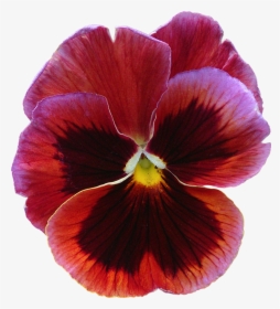 Pansy Transparent Back Ground, HD Png Download, Free Download