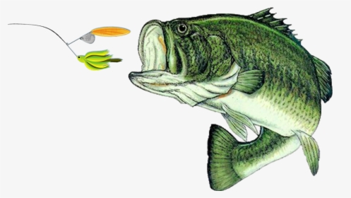 Transparent Largemouth Bass Clipart - Largemouth Bass Florida State Fish, HD Png Download, Free Download