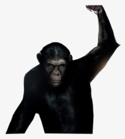 Planet Of The Apes, HD Png Download, Free Download