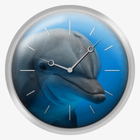 Primer Plano Delfin - Wall Clock, HD Png Download, Free Download