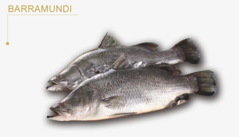 Forever Frozen - Sea Bass, HD Png Download, Free Download