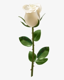 White Stem Rose Png, Transparent Png, Free Download