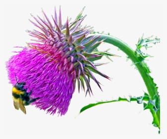 Carduus Nutans 9527 - Musk Thistle, HD Png Download, Free Download