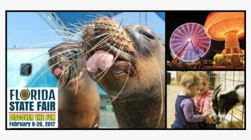 California Sea Lion, HD Png Download, Free Download