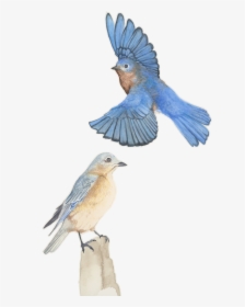 Transparent Watercolor Bird Png, Png Download, Free Download