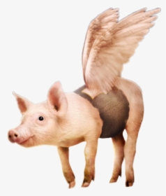 #flying #pig #surreal #scflyinganimals #mystified #parietalimagination - Photograph, HD Png Download, Free Download