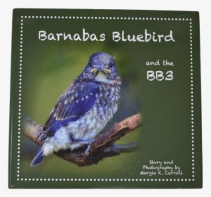 Barnabas Bluebird Book - Sharp Shinned Hawk, HD Png Download, Free Download
