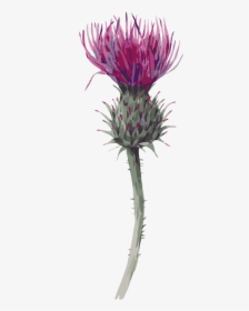 Distaff Thistles, HD Png Download, Free Download