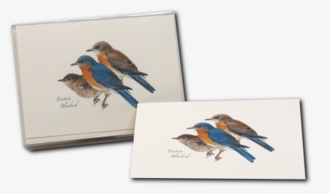 Bluebird Png, Transparent Png, Free Download