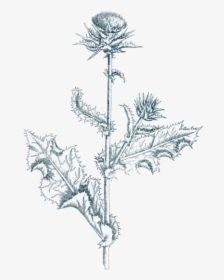 Thistle, HD Png Download, Free Download