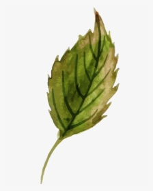 Agave, HD Png Download, Free Download