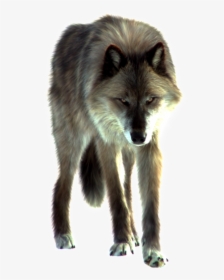 Wolf Front Png, Transparent Png, Free Download