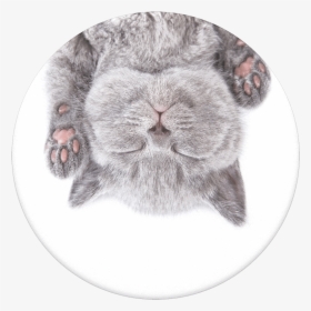 Cat Nap Png - British Short Hair Cat Paws, Transparent Png, Free Download