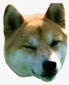 Shiba Inu Funny, HD Png Download, Free Download