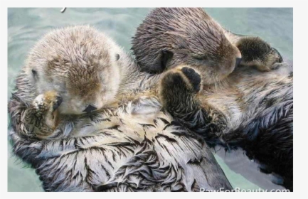 Sea Otter Png, Transparent Png, Free Download